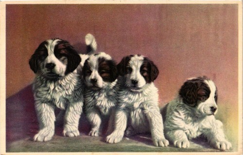 Cpa bernard babies dogs - cpa, st.bernard