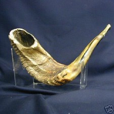 SHOFAR - Large Authentic Rams