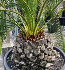 Macrozamia mountperriensis - NO encephalartos hirsutus