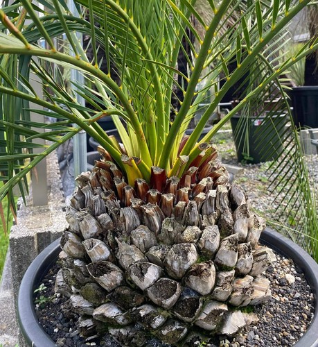 Macrozamia mountperriensis - ,