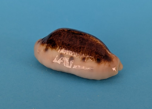 Cypraea caurica caurica niger