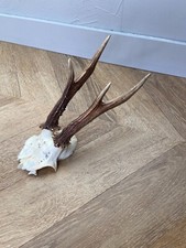 Cabinet de curiosité trophé chevreuil bois massacre vintage corne Trophy