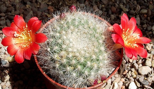Aylostera fiebrigii - , sp