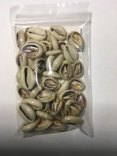 30 Cauris avec le dos ouverte