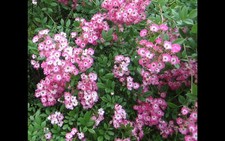 Rosier Moschata 1 Plant