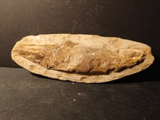 Poisson Fossile Vinctifer, Crétacé, Brésil 38v02