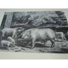 Hogs Near a Corncrib Harry