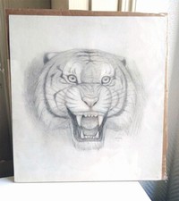 dessin animalier tigre crayon