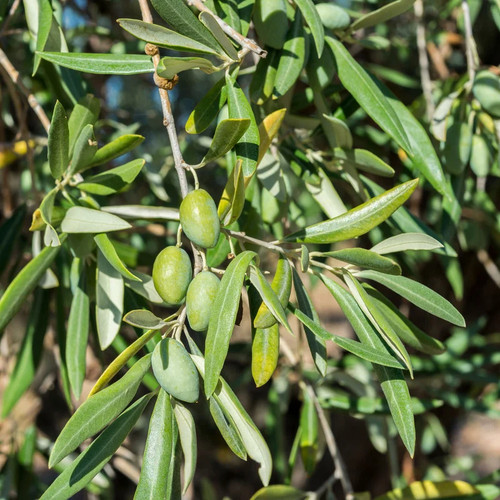 Olea europaea cornicabra - olea, 'cornicabra'