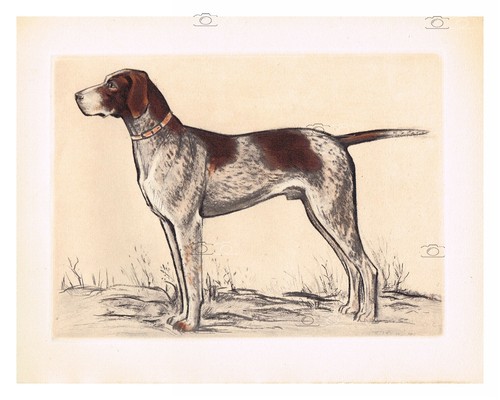 Chien braque français - braque,