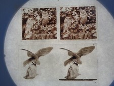 TAXIDERMIE / Lot de 10 plaques