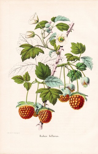 Rubus biflorus framboisier - biflorus,