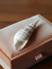 Petit coquillage ancien