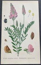 Botanique Sainfoin cultivé