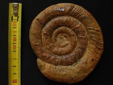 Ammonite du Pliensbachien : Prodactylioceras davoei (J. Sowerby, 1822)