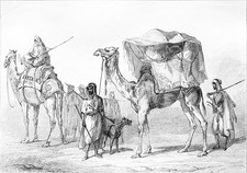 ÉGYPTE - CHAMEAU et