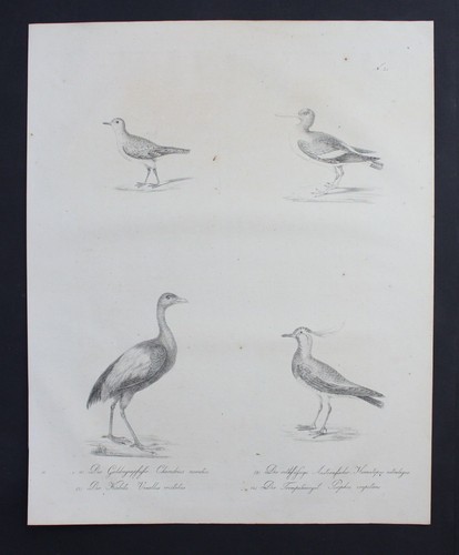 1816 kiebitz lapwing - -,