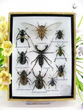 Insectes 3D - exotiques réel