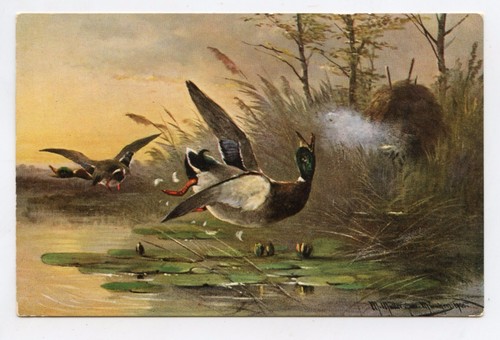 Chasse aux canards hunting - .,