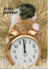 CHAT - chat avec réveil - Assez paressé