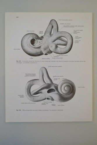 Planche anatomie humaine - d'anatomie,