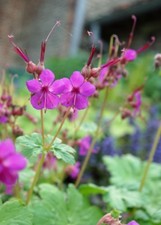 🌸🌺 Géranium macrorrhizum Czakor plante Vivace à feuillage odorant 1 plant 🌺🌸