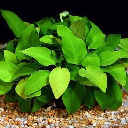 Anubia nana lot - nana, pieds