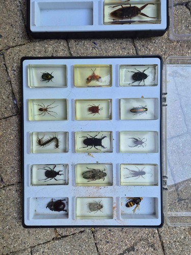 Collection insectes cie du - collection, &