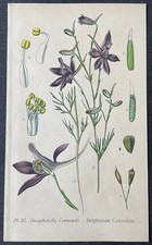 Botanique Dauphinelle Consoude Gravure couleur de 1893 par Masclef