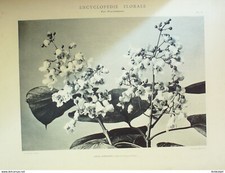 Catalpa Commun (Catalpa Bignonioides) gravure florale 1870