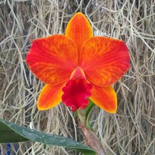 Cattleya Ayrton Senna Estoril