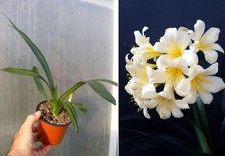 Clivia miniata citrina