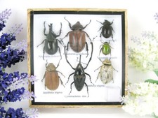 Insectes 3D - exotiques réel