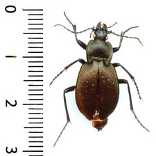 Carabidae - (OREO)CARABUS GHILIANI - Entomologie . insecte 1637K