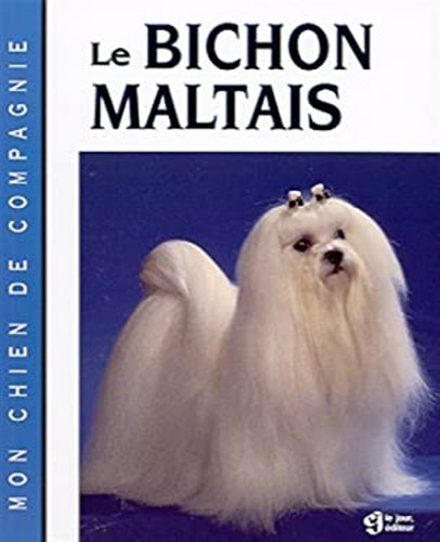 Bichon maltais - bichon,