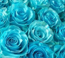 20 graines de Rosier rose BLEU TURQUOISE 20x TURQUOISE BLUE Rose rosebush seeds