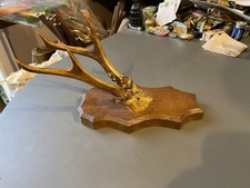 Cabinet de curiosité trophée