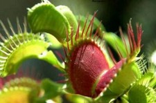DIONAEA MUSCIPULA VENUS