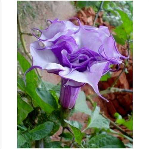 Double violet datura metel - double,