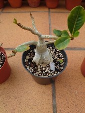 Adenium Obesum