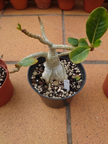 Adenium obesum - adenium,