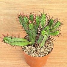 Euphorbia enopla, pot 10 cm
