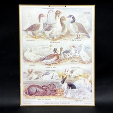 Ancien Carton Affiche Scolaire