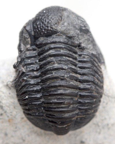 Trilobite phacops fossil sea - trilobite,