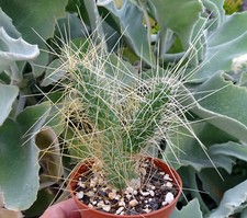 TEPHROCACTUS WEBERI    cactus