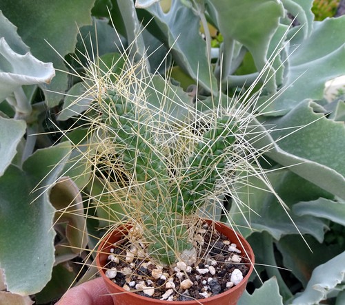 Tephrocactus weberi cactus - ,