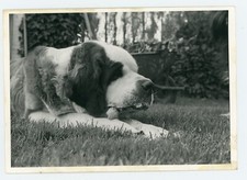 PHOTO SNAPSHOT vers 1960,  DOG / CHIEN Saint Bernard herbe os