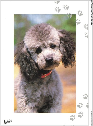 Akvp9 0715 chien caniche - akvp9-0715-chien,