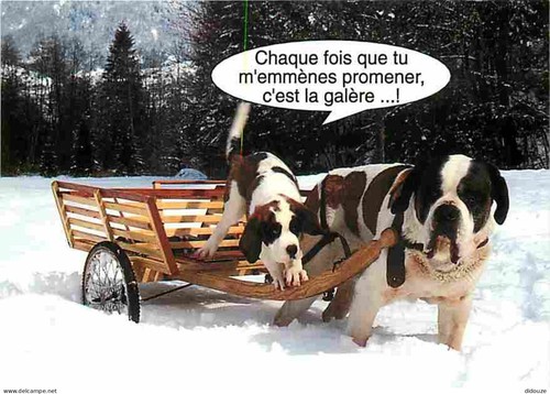 Carte postale animaux - -,
