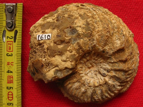 Ammonite oxfordien - de, l'oxfordien